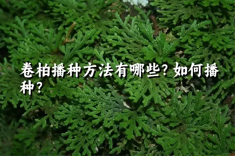 卷柏播种方法有哪些？如何播种？