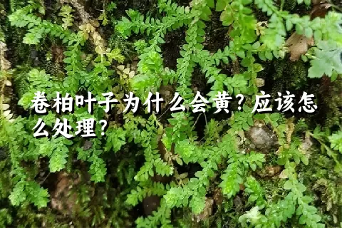 卷柏叶子为什么会黄？应该怎么处理？