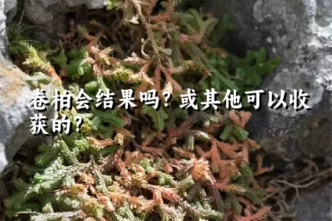 卷柏会结果吗？或其他可以收获的？