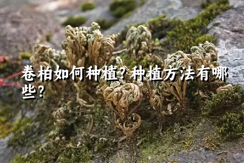 卷柏如何种植？种植方法有哪些？