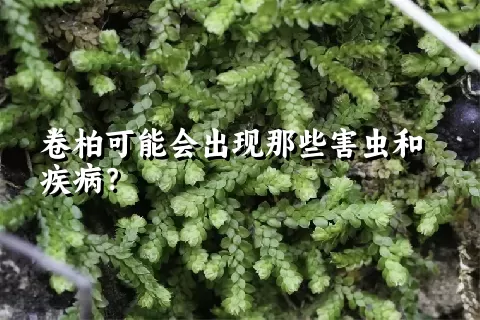 卷柏可能会出现那些害虫和疾病？