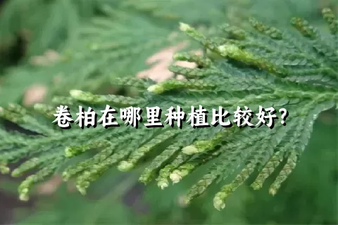 卷柏在哪里种植比较好？