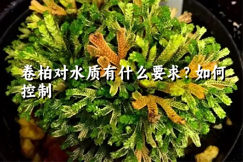 卷柏对水质有什么要求？如何控制