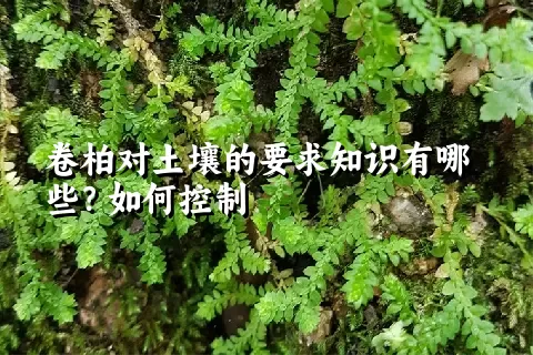 卷柏对土壤的要求知识有哪些？如何控制