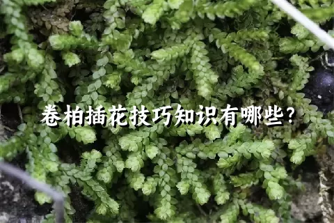 卷柏插花技巧知识有哪些？