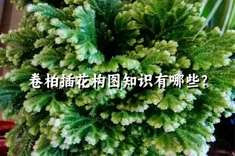 卷柏插花构图知识有哪些？