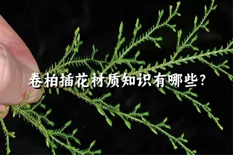 卷柏插花材质知识有哪些？