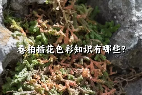 卷柏插花色彩知识有哪些？