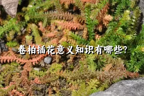 卷柏插花意义知识有哪些？