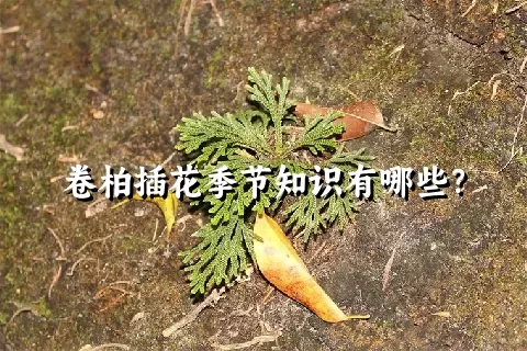 卷柏插花季节知识有哪些？