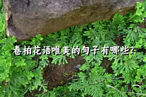 卷柏花语唯美的句子有哪些？