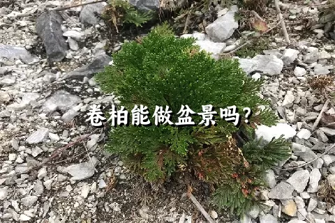 卷柏能做盆景吗？