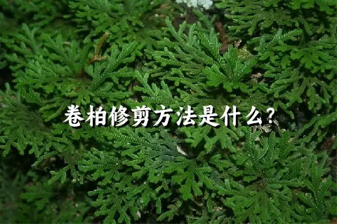 卷柏修剪方法是什么？