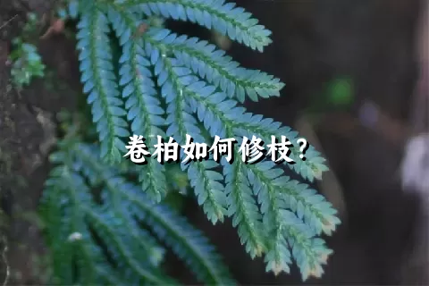 卷柏如何修枝？