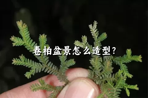 卷柏盆景怎么造型？