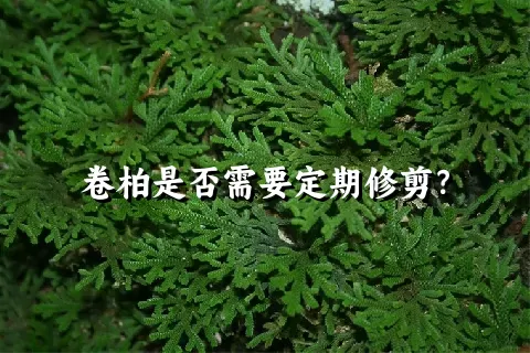 卷柏是否需要定期修剪？