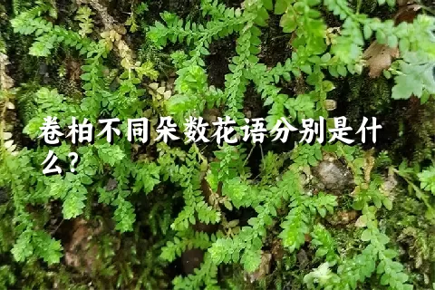 卷柏不同朵数花语分别是什么？