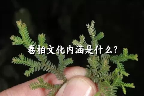 卷柏文化内涵是什么？