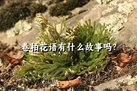 卷柏花语有什么故事吗？