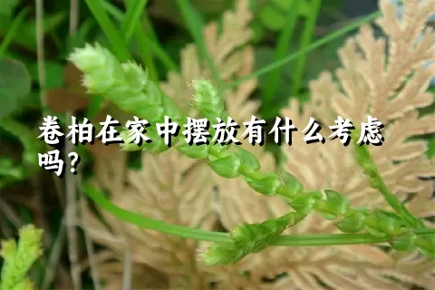 卷柏在家中摆放有什么考虑吗？