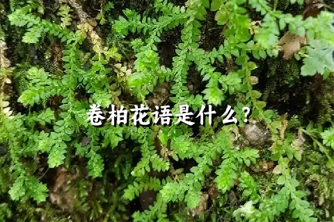 卷柏花语是什么？