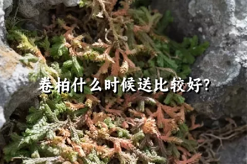 卷柏什么时候送比较好？