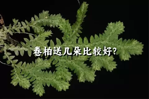 卷柏送几朵比较好？