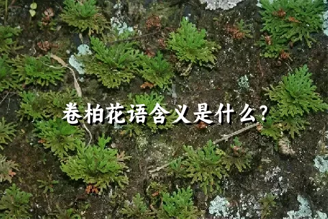 卷柏花语含义是什么？