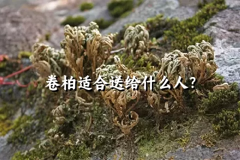 卷柏适合送给什么人？