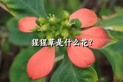 猩猩草是什么花？