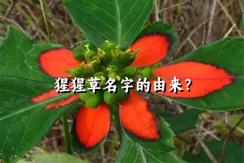 猩猩草名字的由来？