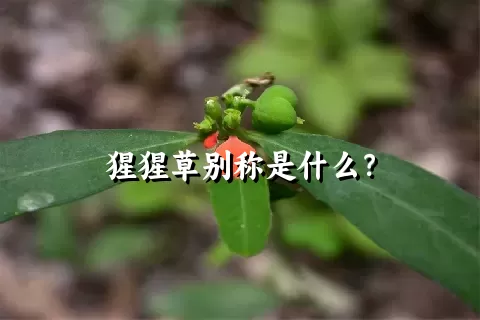 猩猩草别称是什么？