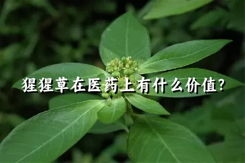 猩猩草在医药上有什么价值？