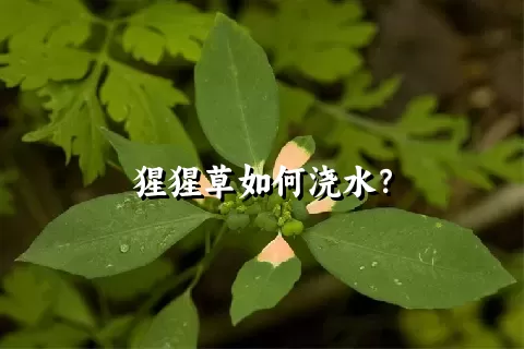 猩猩草如何浇水？