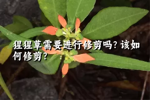 猩猩草需要进行修剪吗？该如何修剪？