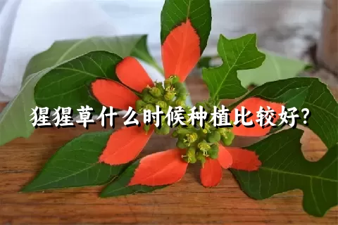 猩猩草什么时候种植比较好？