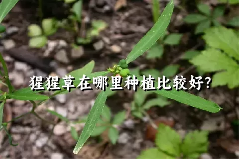 猩猩草在哪里种植比较好？