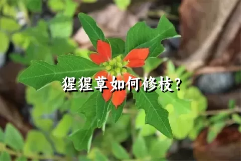 猩猩草如何修枝？