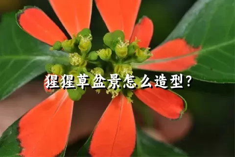 猩猩草盆景怎么造型？