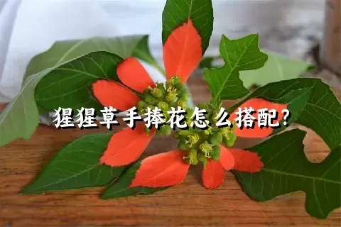 猩猩草手捧花怎么搭配？