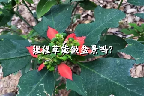 猩猩草能做盆景吗？