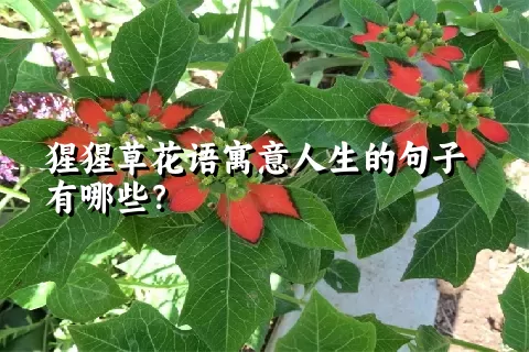 猩猩草花语寓意人生的句子有哪些？