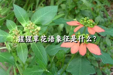 猩猩草花语象征是什么？