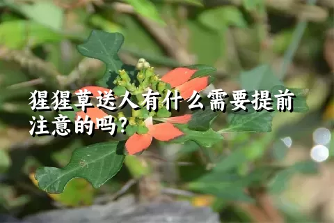 猩猩草送人有什么需要提前注意的吗？