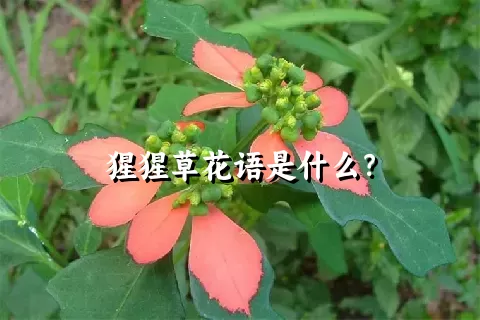 猩猩草花语是什么？