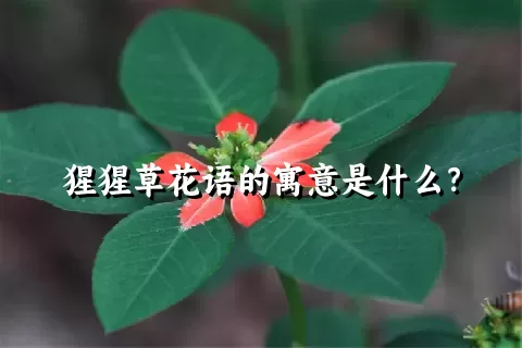 猩猩草花语的寓意是什么？