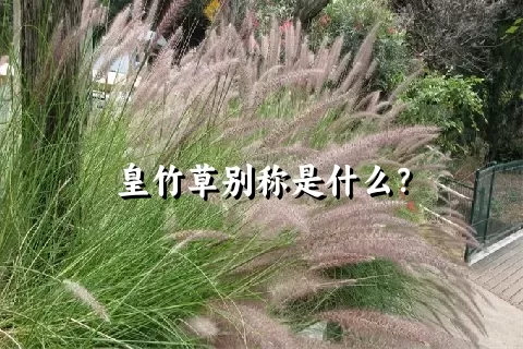 皇竹草别称是什么？