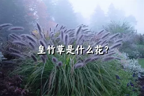 皇竹草是什么花？