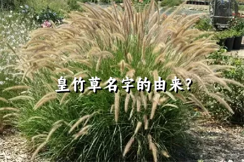 皇竹草名字的由来？