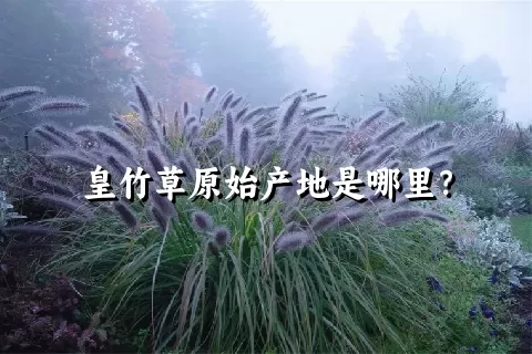 皇竹草原始产地是哪里？